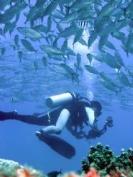 " FISH-FILMER" , nice photo of Japanese tourist filming t... by Nicolas Pohl 